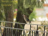 Gaai [Garrulus glandarius krynicki]